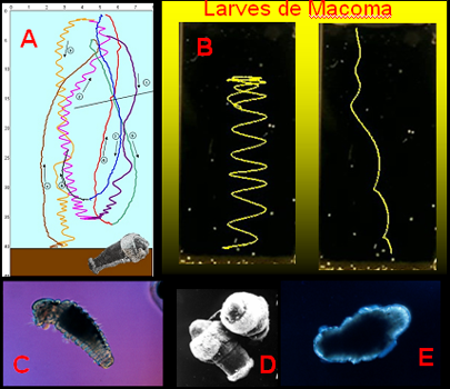 Figure 1 Figure 1