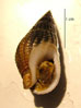 Nasse (Nassarius reticulatus) Nasse (Nassarius reticulatus)