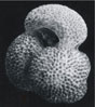 Globigerinoides ruber Globigerinoides ruber